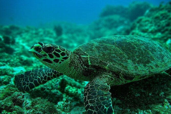 snorkeling-tour-at-cano-island