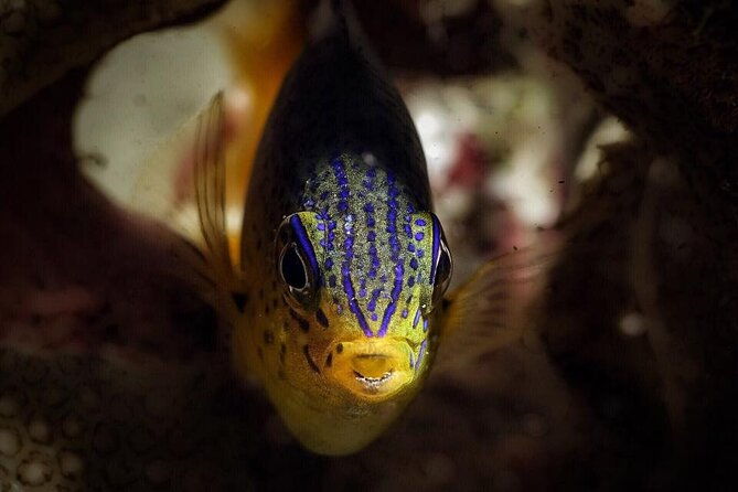 snorkeling-tour-with-fish-and-turtles-in-san-juan