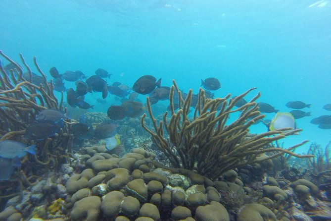 snorkeling-tour-with-light-refreshments