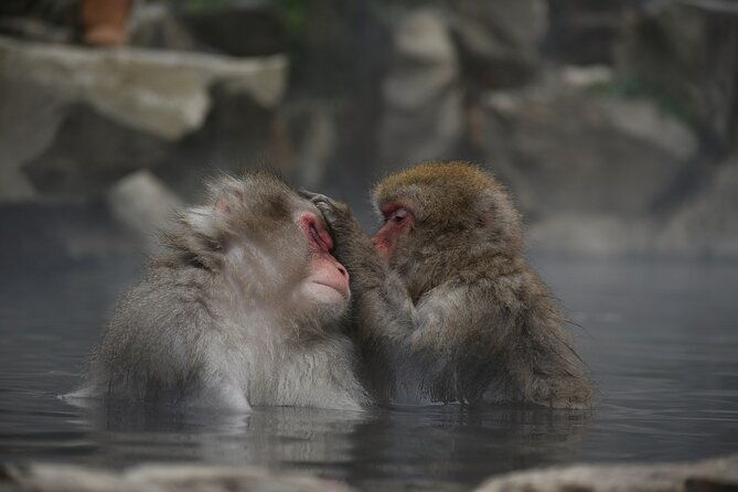 snow-monkey-and-obuse-from-nagano