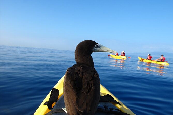 south-maui-kayak-and-snorkel-tour-with-turtles