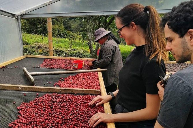 specialty-coffee-101-history-processing-professional-cupping-and-more