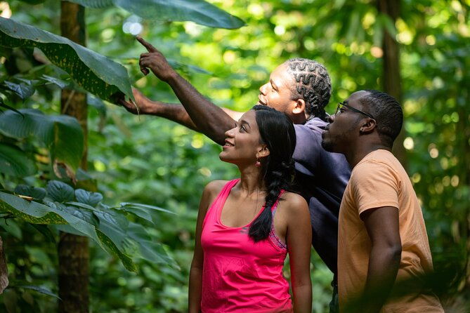st-lucia-jacquot-trail-hike-at-rainforest-adventures