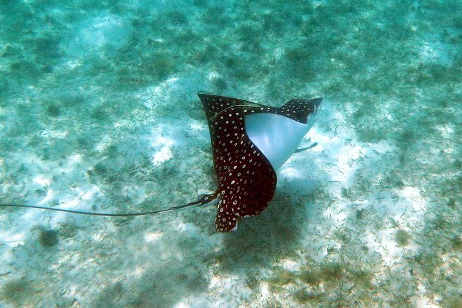 st-thomas-kayak-and-sea-turtle-snorkel-excursion