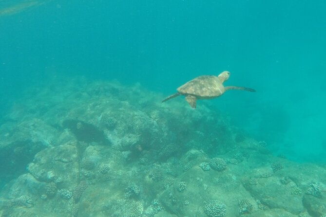 stand-up-paddle-nature-and-turtle-tour-guaranteed-to-see-turtles