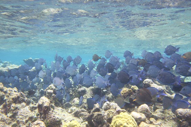 starfish-point-stingray-city-sandbar-coral-gardens