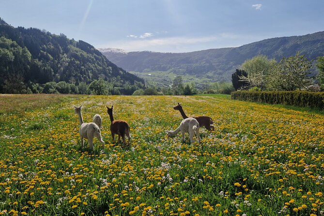 steim-farm-experience-in-vik-norway