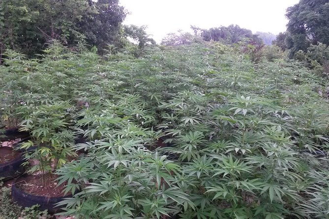 stepping-high-mountain-rastafari-herbs-tour