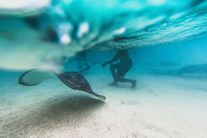 stingray-city-experience-antigua-round-trip-included
