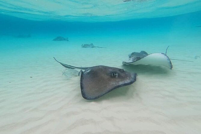 stingray-city-experience-plus-two-snorkeling-spots-private-boat