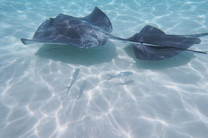 stingray-city-sandbar-coral-gardens-snorkeling-starfish-point