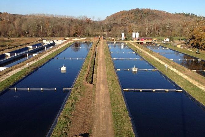 sturgeon-fish-farm-visit-and-caviar-master-class-tasting-in-neuvic-2