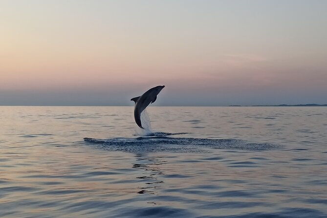 sunrise-dolphins-fishermen-at-work-speedboat-tour-in-rovinj