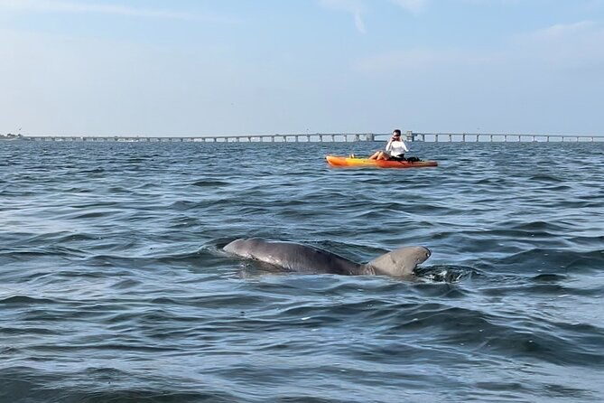 sunset-kayaking-with-dolphins-2