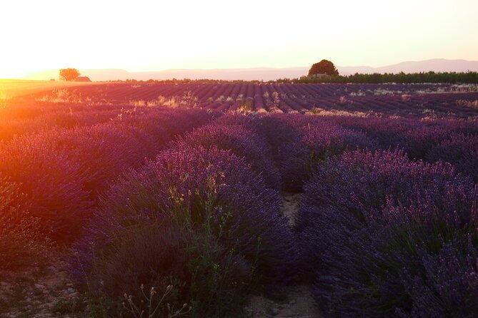 sunset-lavender-tour-in-valensole-with-pickup-from-marseille-2