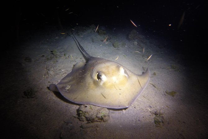 sunset-night-dive-for-certified-divers-in-st-thomas