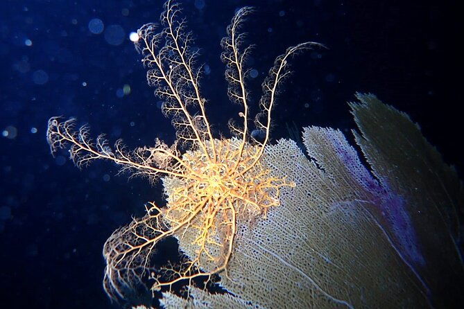 sunset-on-the-water-night-snorkeling-with-guide-in-st-thomas