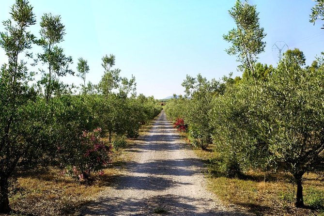 sunset-tour-with-visit-and-guided-tasting-of-5-wines-and-local-products