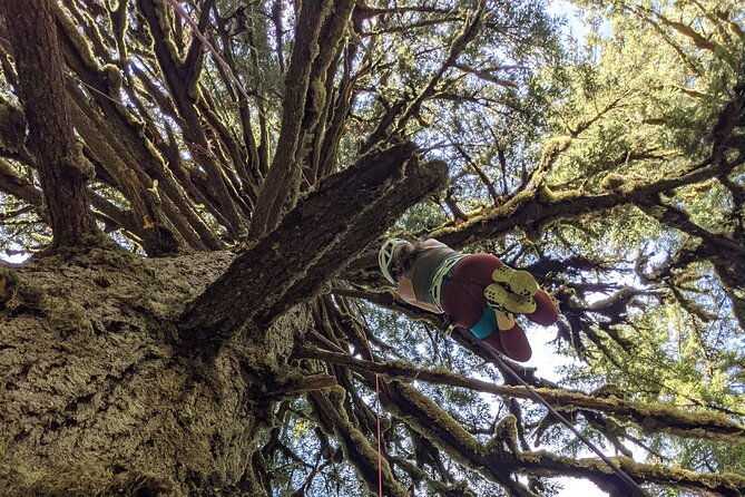 sunset-tree-climb-at-silver-falls-state-park