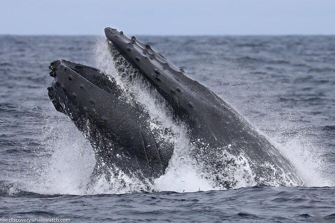sunset-whale-watch-tour-in-monterey