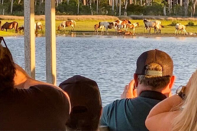 sunset-wildlife-cruise-along-assateague-chincoteague-island