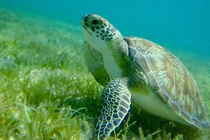 swim-w-turtles-in-st-john-pizza-pi-snorkel-a-shipwreck