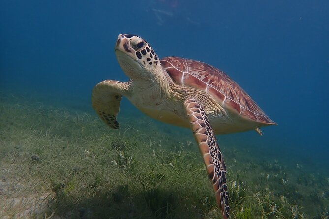 swim-with-turtles