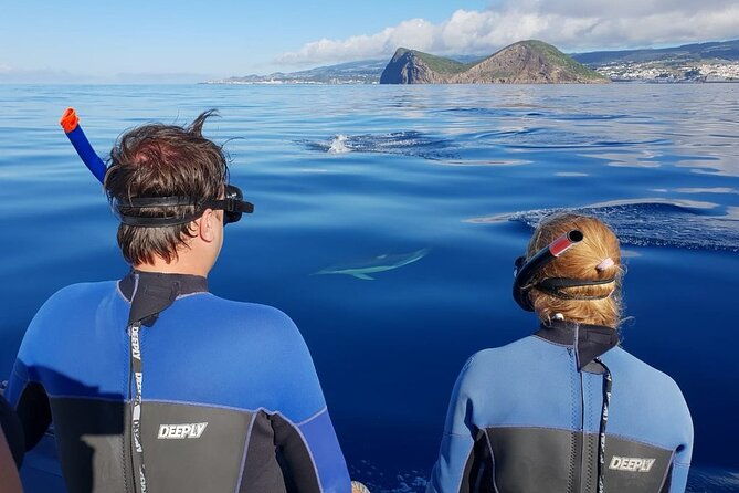 swimming-with-dolphins-in-terceira-island