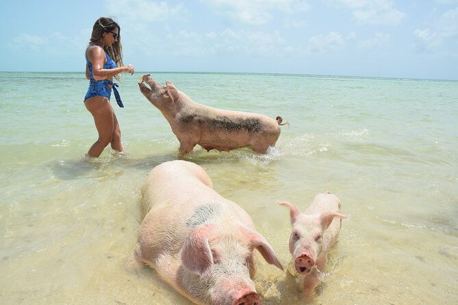 swimming-with-pigs-in-nassau-transportation-included