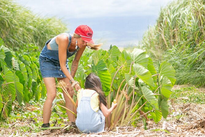 taste-of-hawaii-a-maui-farm-tour