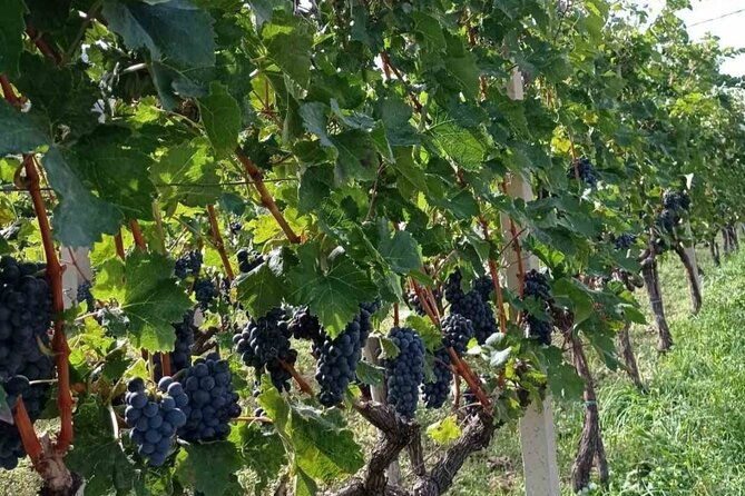 taste-of-montenegro-gastro-tour-of-montenegrian-wine-and-food