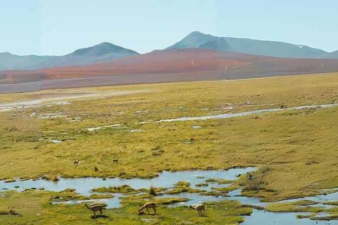 tatio-geysers-2