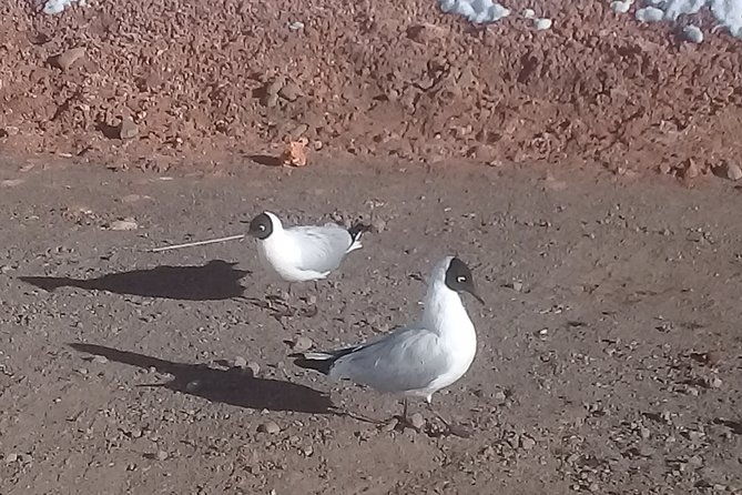 tatio-geysers