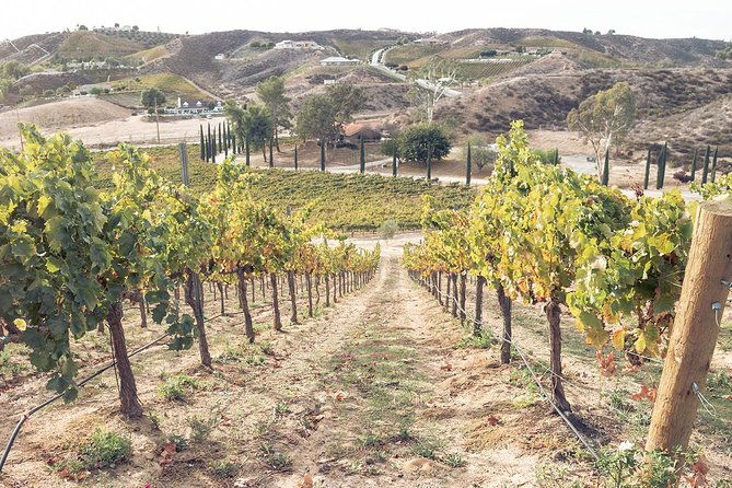 temecula-valley-afternoon-wine-tour-with-tastings-and-cheeseboard