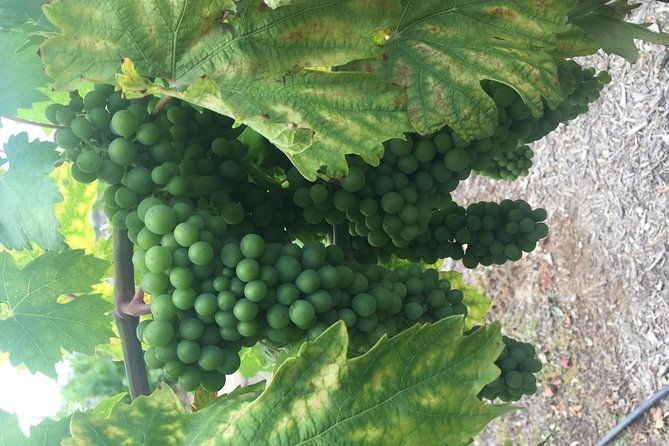 temecula-wine-tasting-tour