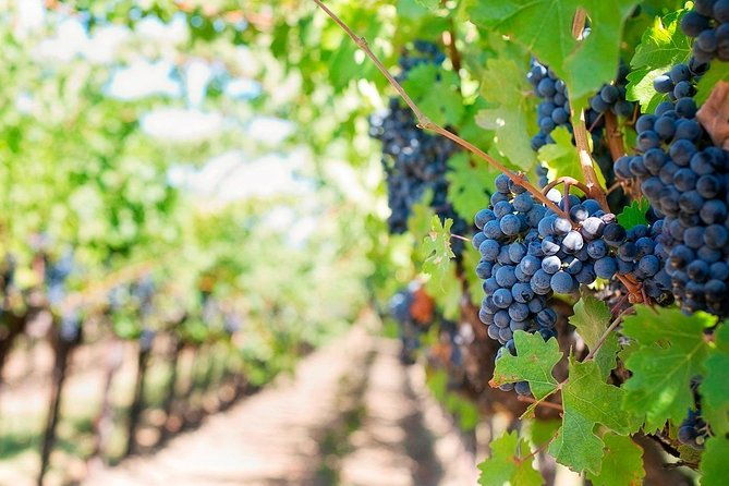 tenerife-gastronomy-tour-with-two-winery-visits-and-4-course-lunch