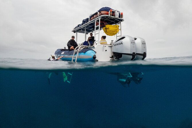 the-best-2-5-hour-molokini-snorkel-tour-whale-watch-2