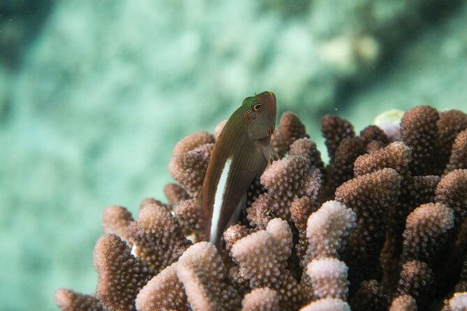 the-best-maui-3-hour-molokini-and-turtle-town-snorkel-2