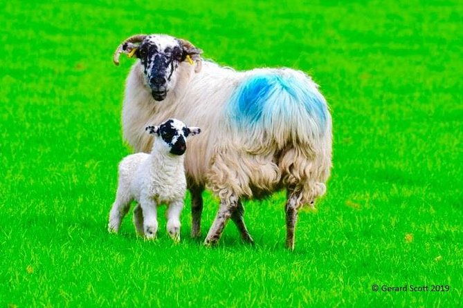the-best-two-day-tours-in-ireland-the-ring-of-kerry-and-dingle-slea-head-tours-4