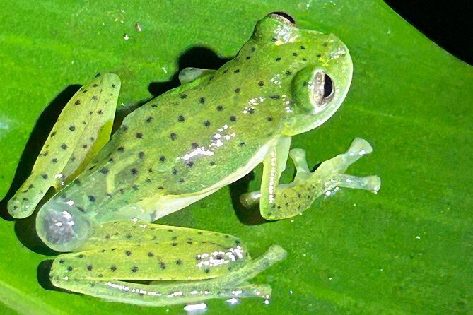 the-carpintera-night-tour-san-jose-hidden-nocturnal-wildlife