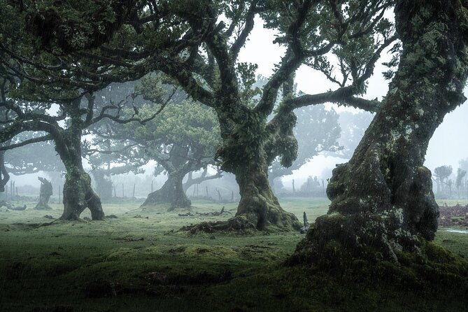 the-fanal-forest-by-feeling-madeira