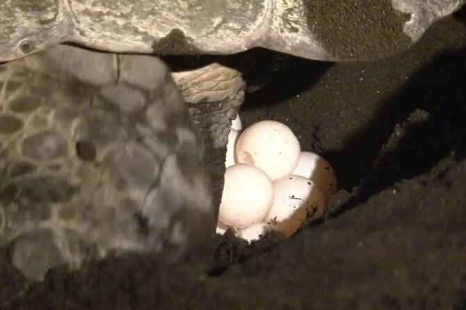 the-majestic-green-turtle-nesting-tour