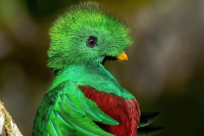 the-quetzal-tour-in-monteverde