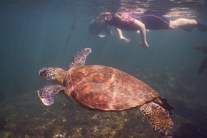 tintoreras-islet-tour-from-isabela-hiking-snorkeling