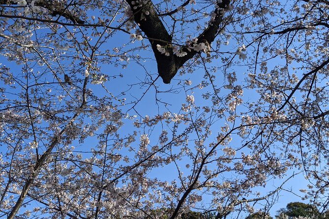 tokyo-imperial-palace-higashi-gyoen-wellness-tour