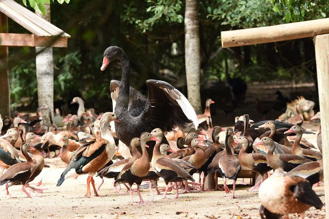 tour-to-and-from-the-aviary
