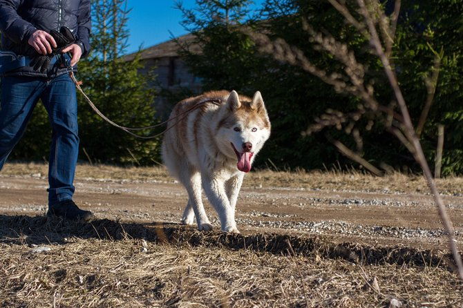 tour-to-husky-park-with-cani-cross-hike