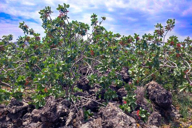 tour-with-tasting-in-the-bronte-pistachio-plantations
