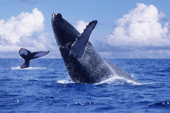 tour-with-whale-watching-in-samana-beach-and-waterfall