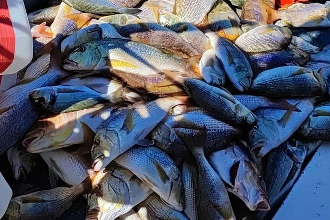 traditional-mengo-fishing-fish-picnic-hvar